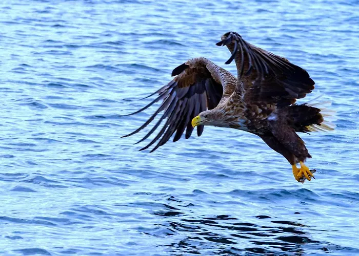 Chalet Eagle View Lofoten *