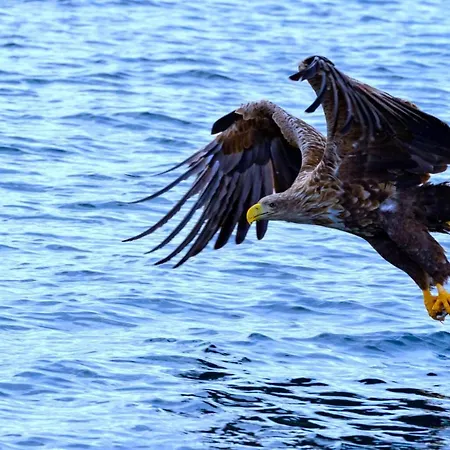 Alpesi faház Eagle View Lofoten *